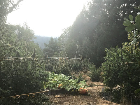 North Coast cannabis farmers sweep first annual California State Fair cannabis awards