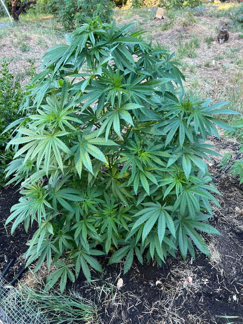 BLUEBERRY CRUMBLE F1 13 regular seeds FRESH DROP