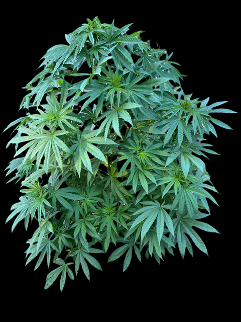 BLUEBERRY CRUMBLE F1 13 regular seeds FRESH DROP