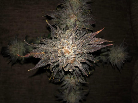 Black Lime Runtz x Double Dutch Gorilla 13 regular autoflowering seeds