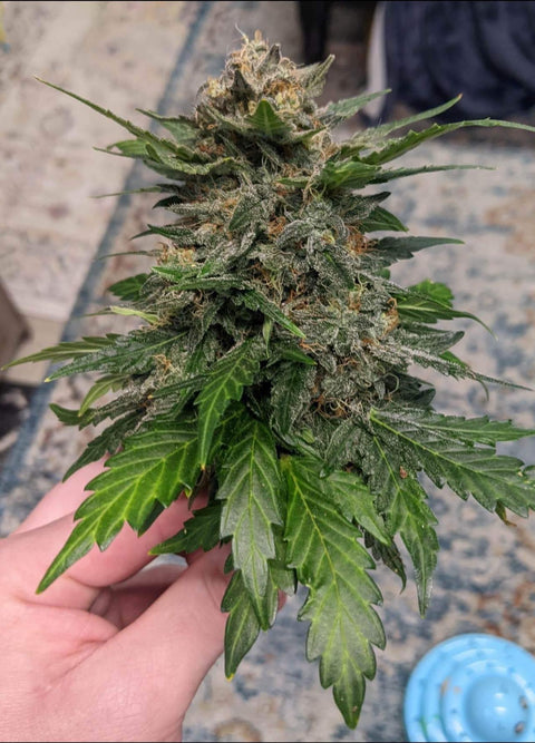 Gorilla Crème autoflower Gorilla Crème autoflower Gorilla Crème autoflower Gorilla Crème autoflower