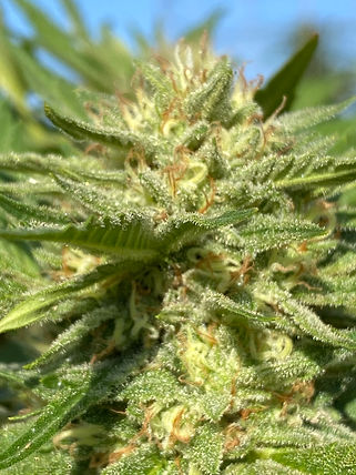 GOLDEN LIME GOLDEN LIME GOLDEN LIME GOLDEN LIME