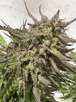 CHEM FRUIT F2 CHEM FRUIT F2 CHEM FRUIT F2 CHEM FRUIT F2