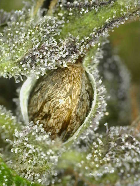 ORANGE SOL F3 13 regular seeds