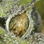 BLUEBERRY CRUMBLE F1 13 regular seeds FRESH DROP