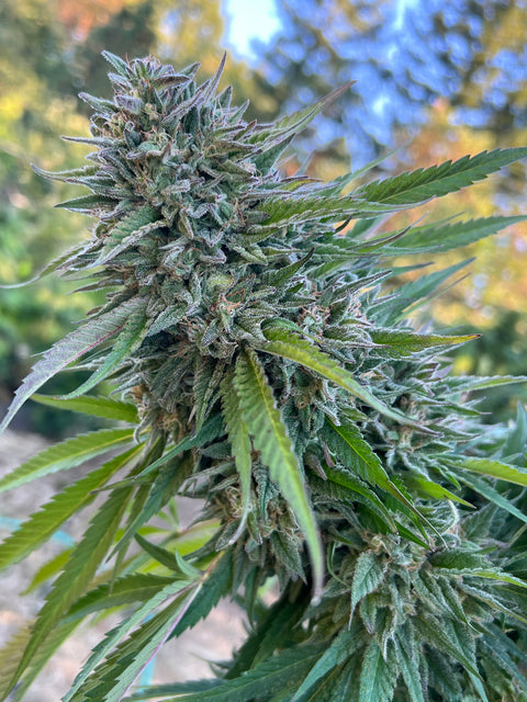 TOMKI GOO F7 13 regular seeds 2016 CUP WINNER