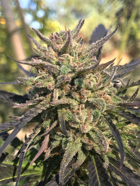 GOOJACK 13 regular seeds